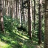 Prevención de incendios forestales con sensores Decentlab y tecnología LoRaWAN